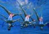 国际板球基层赛事场地维护设备采购中标公告，板球 国家